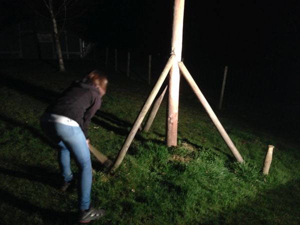 Maibaum umschneiden Daniel Pscheidt